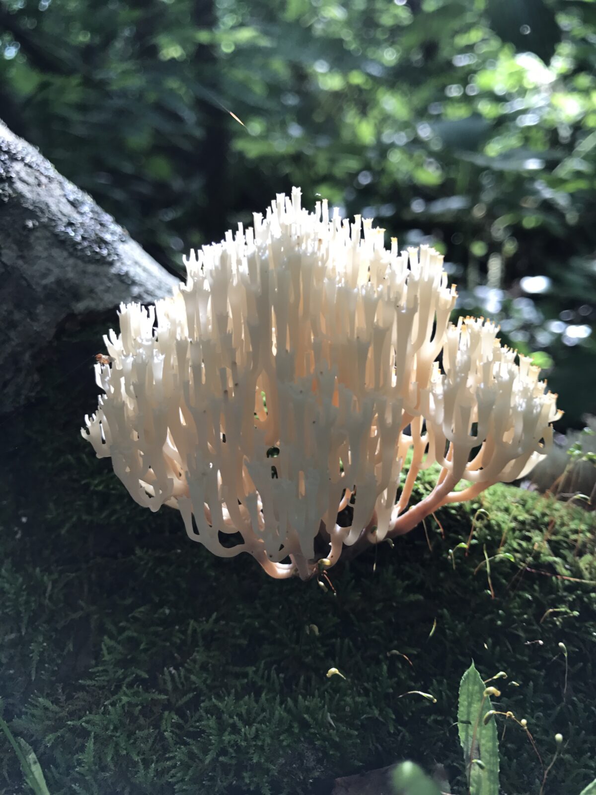 Crown-Tipped Coral (Artomyces pyxidatus)