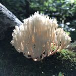 Crown-Tipped Coral (Artomyces pyxidatus)