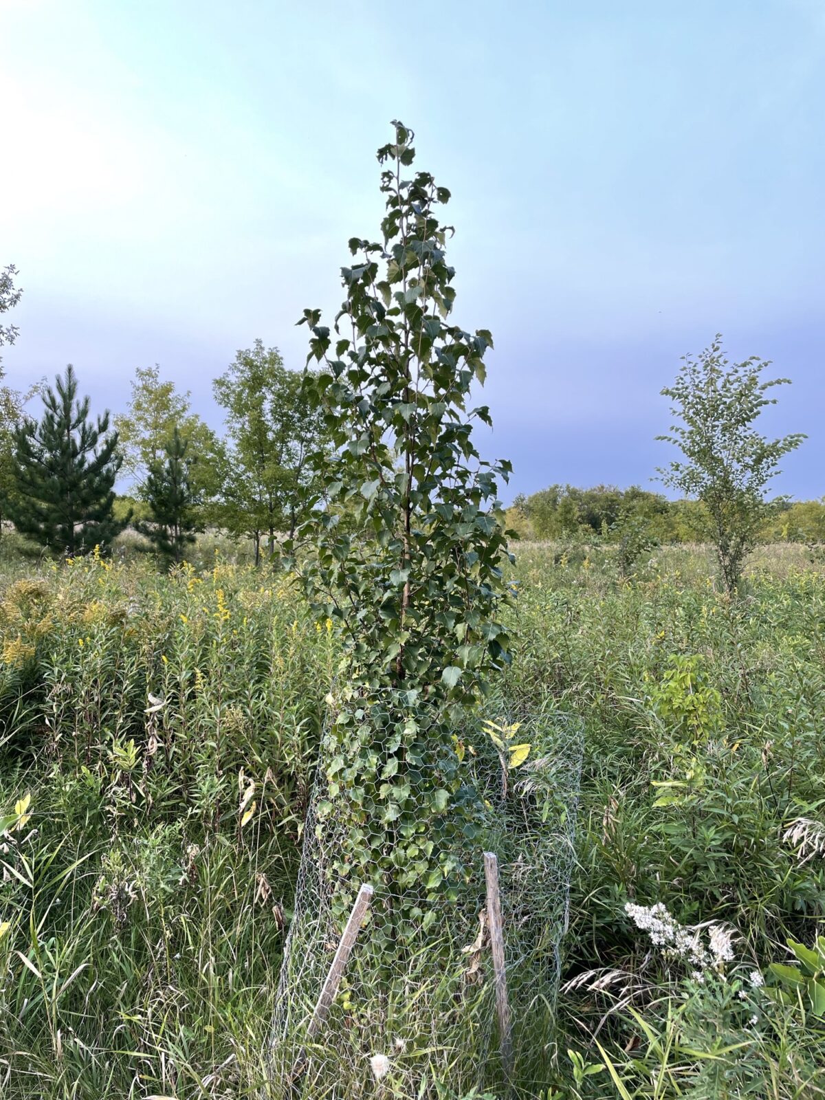 Dakota Pinnacle Birch (Betula platyphylla ‘Fargo’)