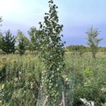 Dakota Pinnacle Birch (Betula platyphylla 'Fargo')