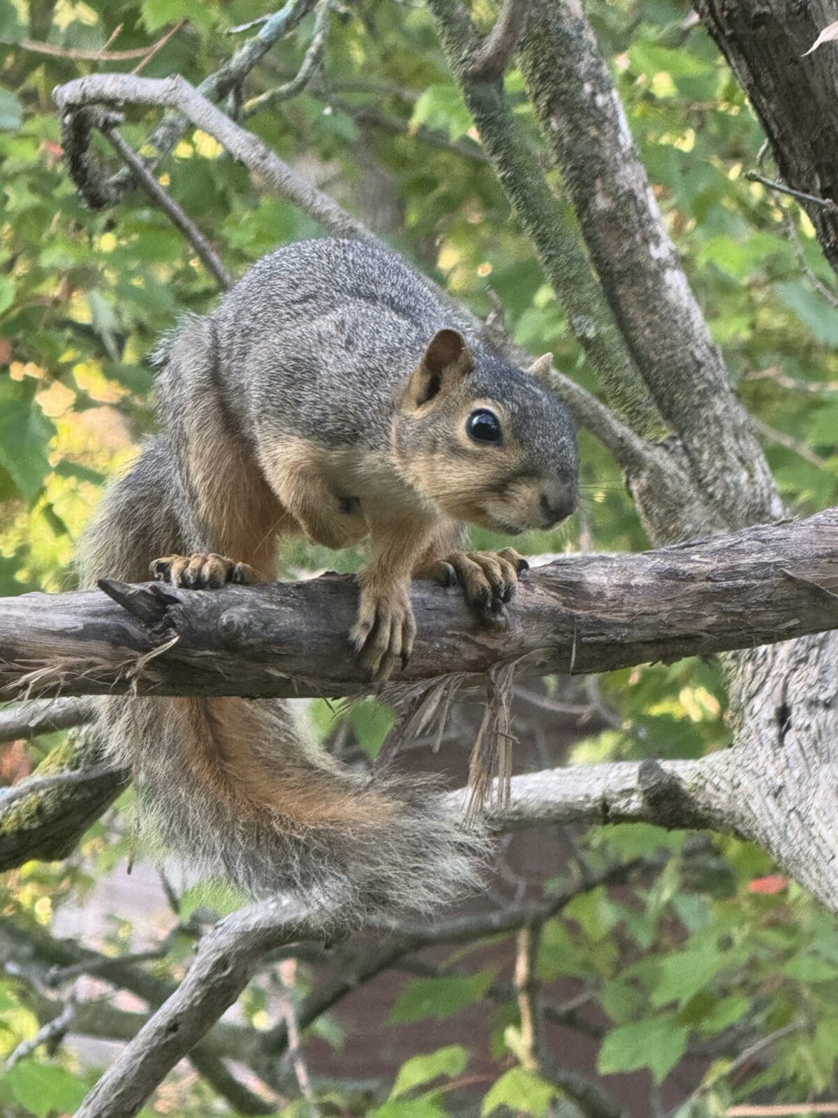 Eastern Fox Squirrel (Sciurus niger)