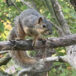 Eastern Fox Squirrel (Sciurus niger)