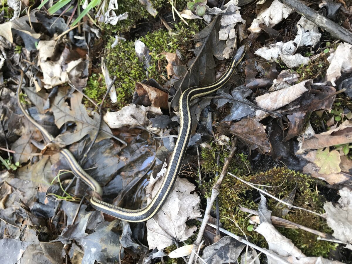 Plains Garter Snake (Thamnophis radix)