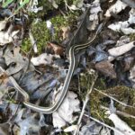 Plains Garter Snake (Thamnophis radix)