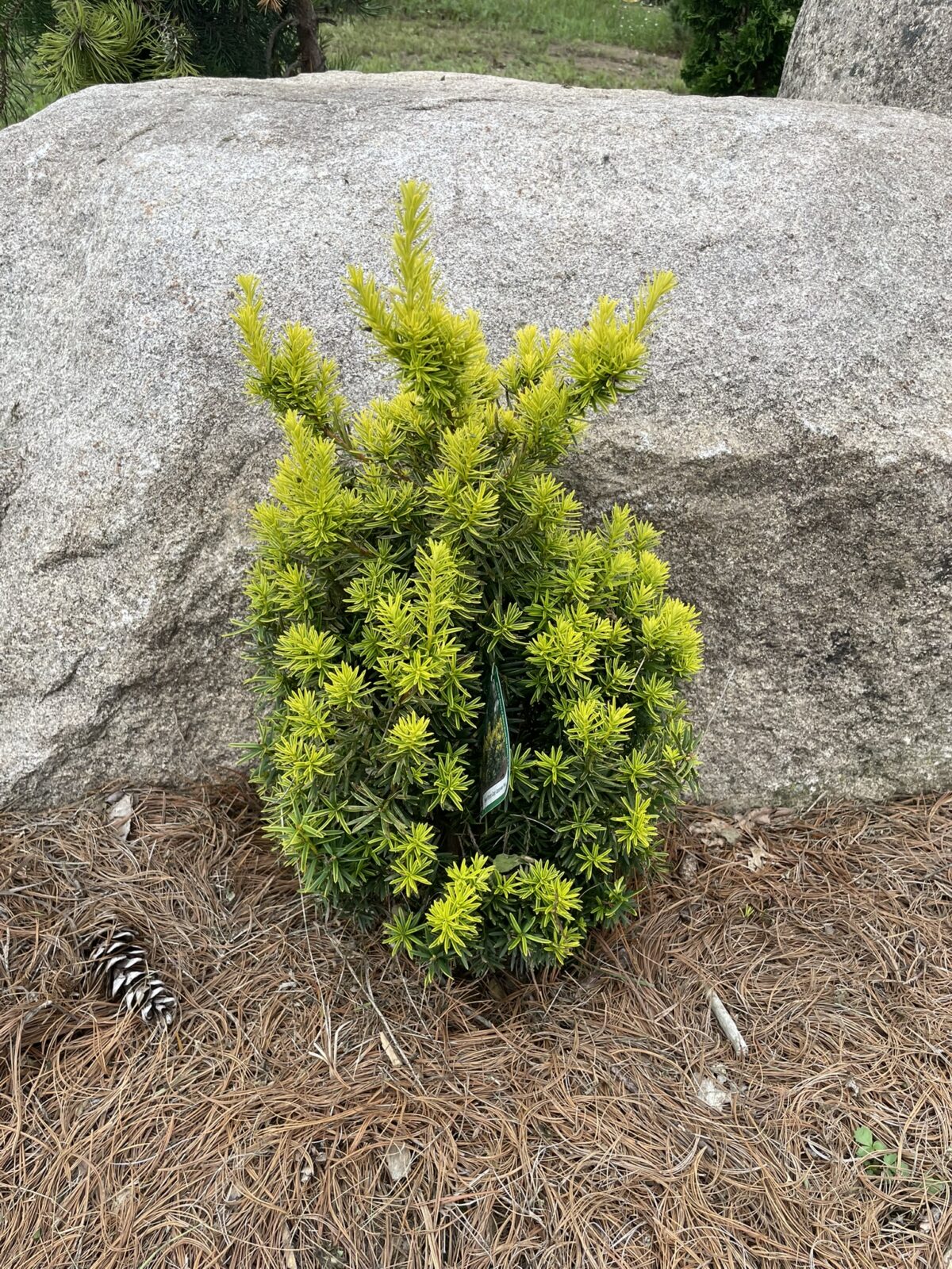 Dwarf Bright Gold Japanese Yew (Taxus cuspidata ‘Dwarf Bright Gold’)