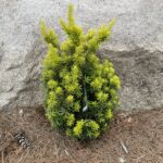 Dwarf Bright Gold Japanese Yew (Taxus cuspidata ‘Dwarf Bright Gold’)