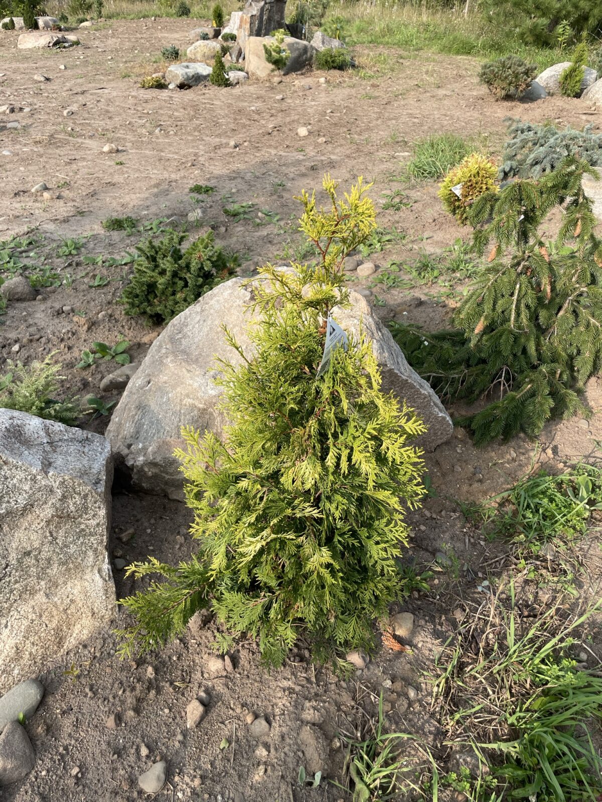 Golden Blush Arborvitae (Thuja occidentalis ‘Golden Blush’)