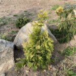 Golden Blush Arborvitae (Thuja occidentalis ‘Golden Blush’)