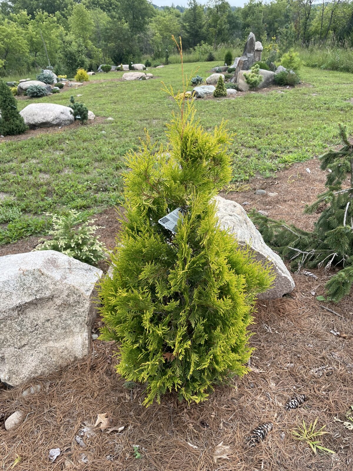 Golden Blush Arborvitae (Thuja occidentalis ‘Golden Blush’)