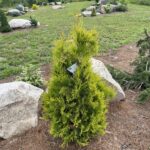 Golden Blush Arborvitae (Thuja occidentalis ‘Golden Blush’)