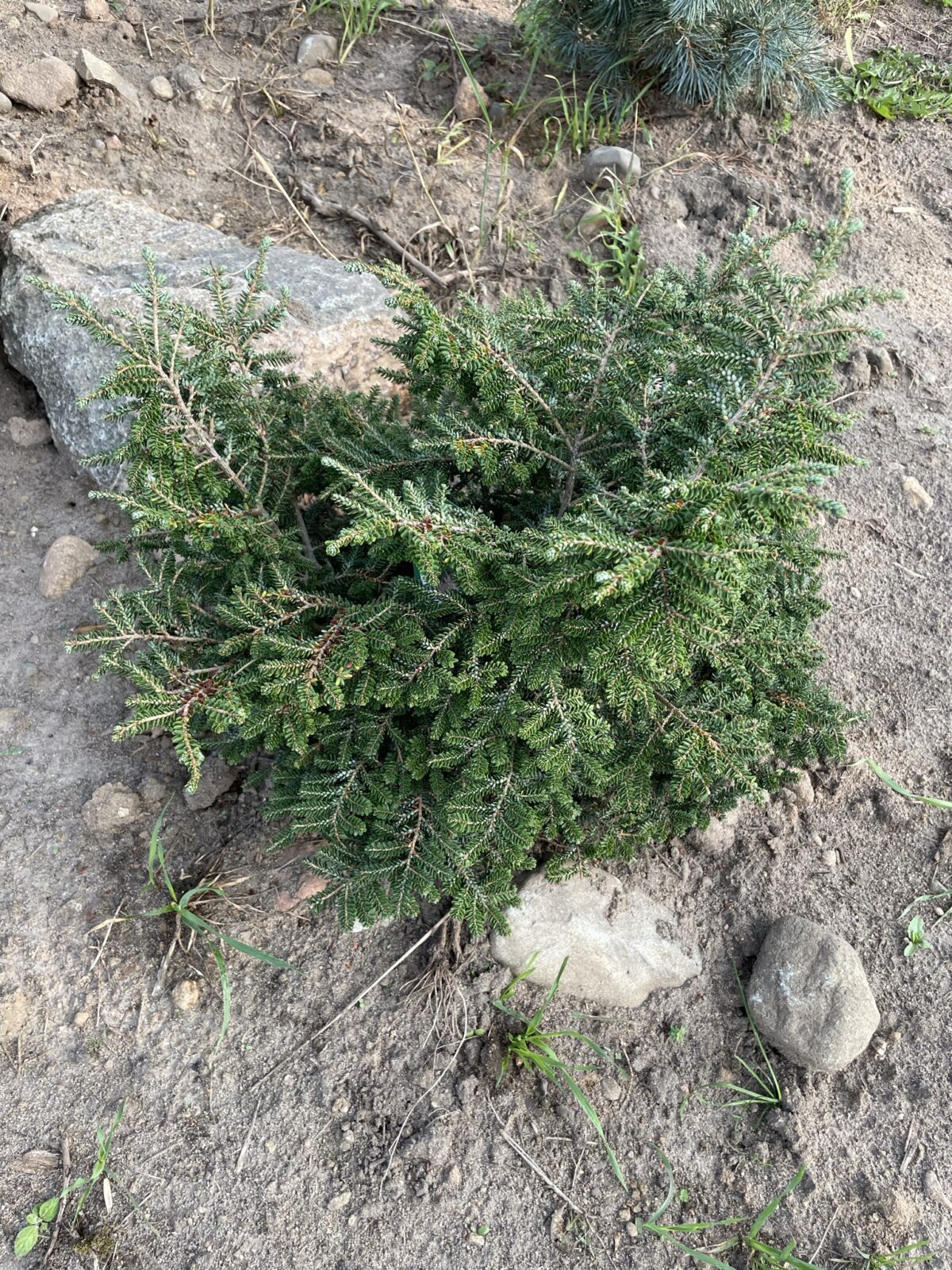 Hebe Canadian Hemlock (Tsuga canadensis ‘Hebefolia’)