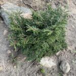 Hebe Canadian Hemlock (Tsuga canadensis ‘Hebefolia’)