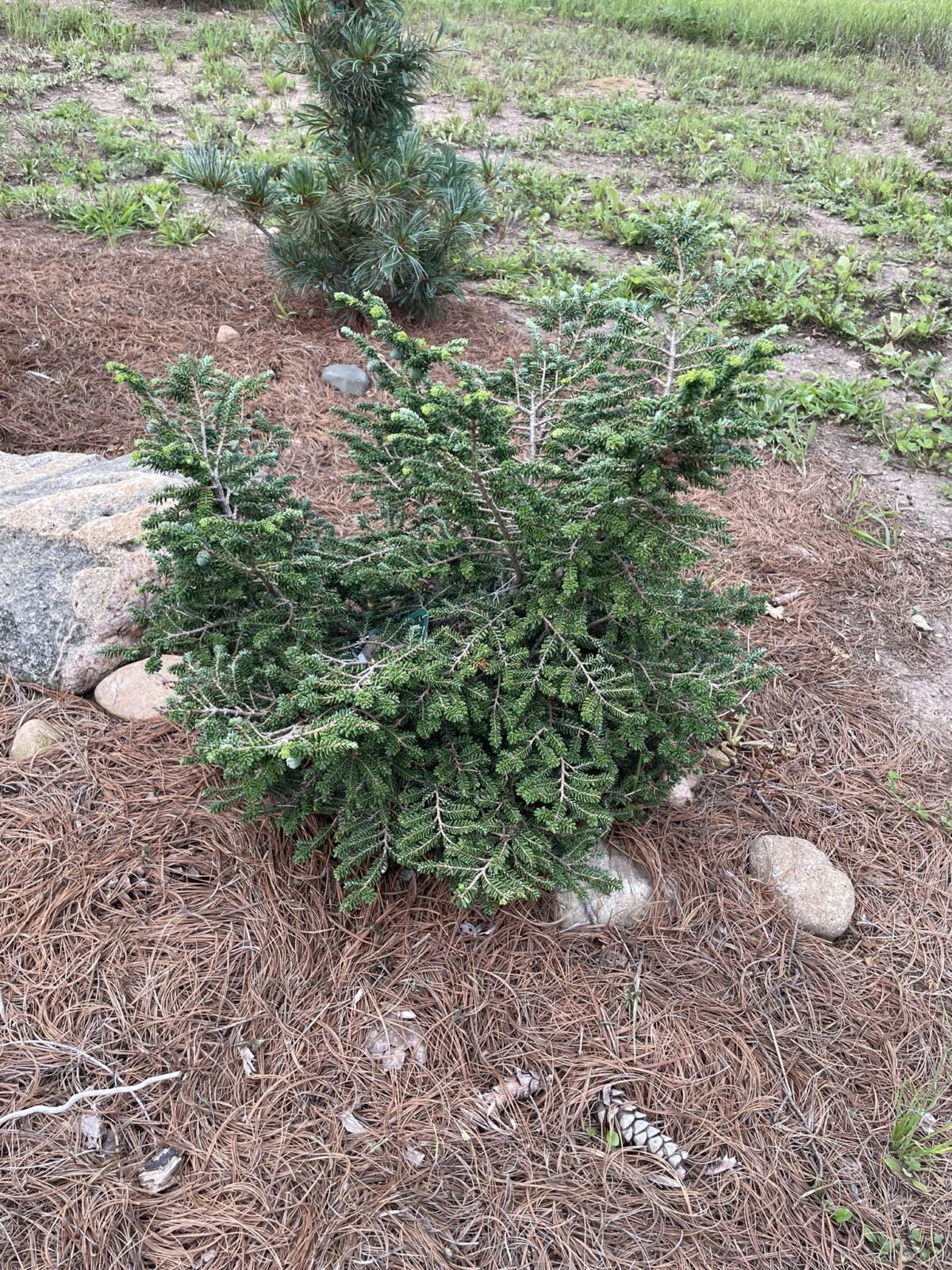 Hebe Canadian Hemlock (Tsuga canadensis ‘Hebefolia’)
