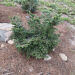 Hebe Canadian Hemlock (Tsuga canadensis ‘Hebefolia’)