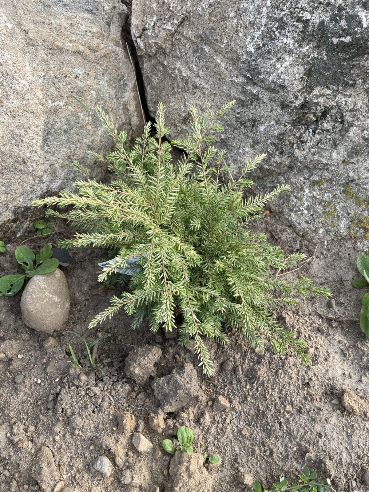 Moon Frost Canadian Hemlock (Tsuga canadensis ‘Moon Frost’)