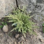 Moon Frost Canadian Hemlock (Tsuga canadensis ‘Moon Frost’)