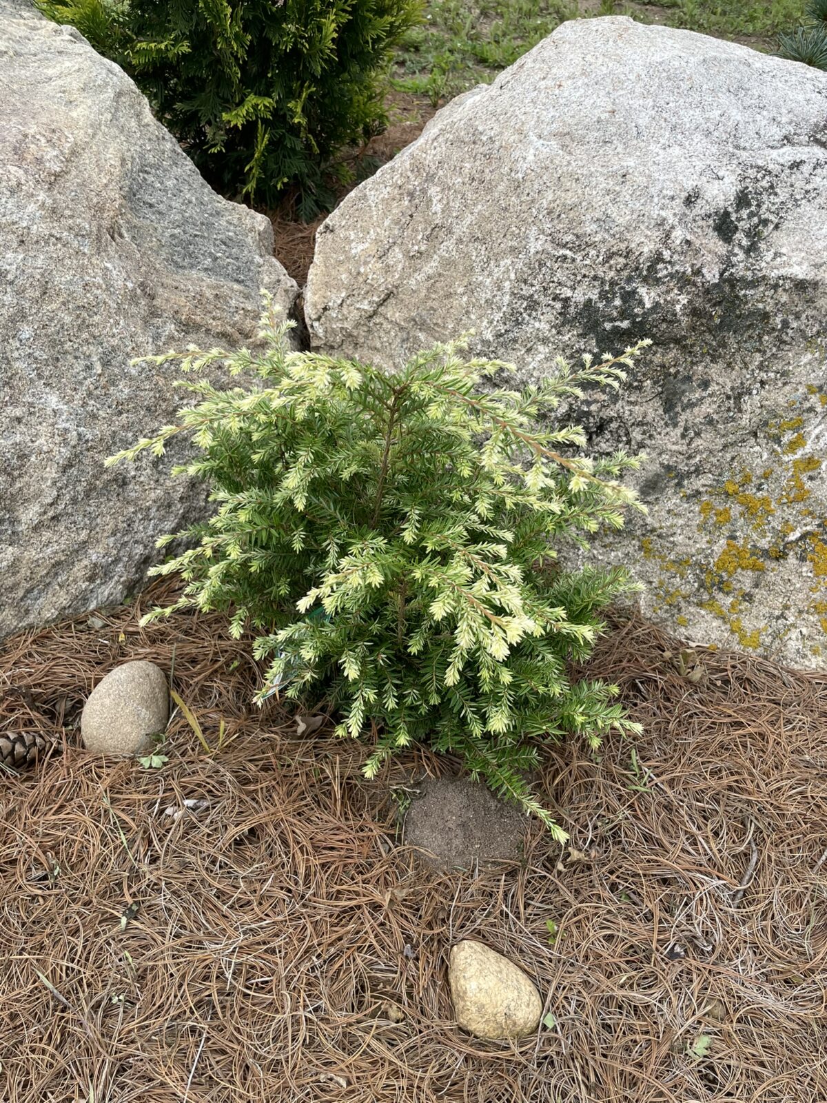 Moon Frost Canadian Hemlock (Tsuga canadensis ‘Moon Frost’)
