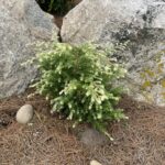 Moon Frost Canadian Hemlock (Tsuga canadensis ‘Moon Frost’)