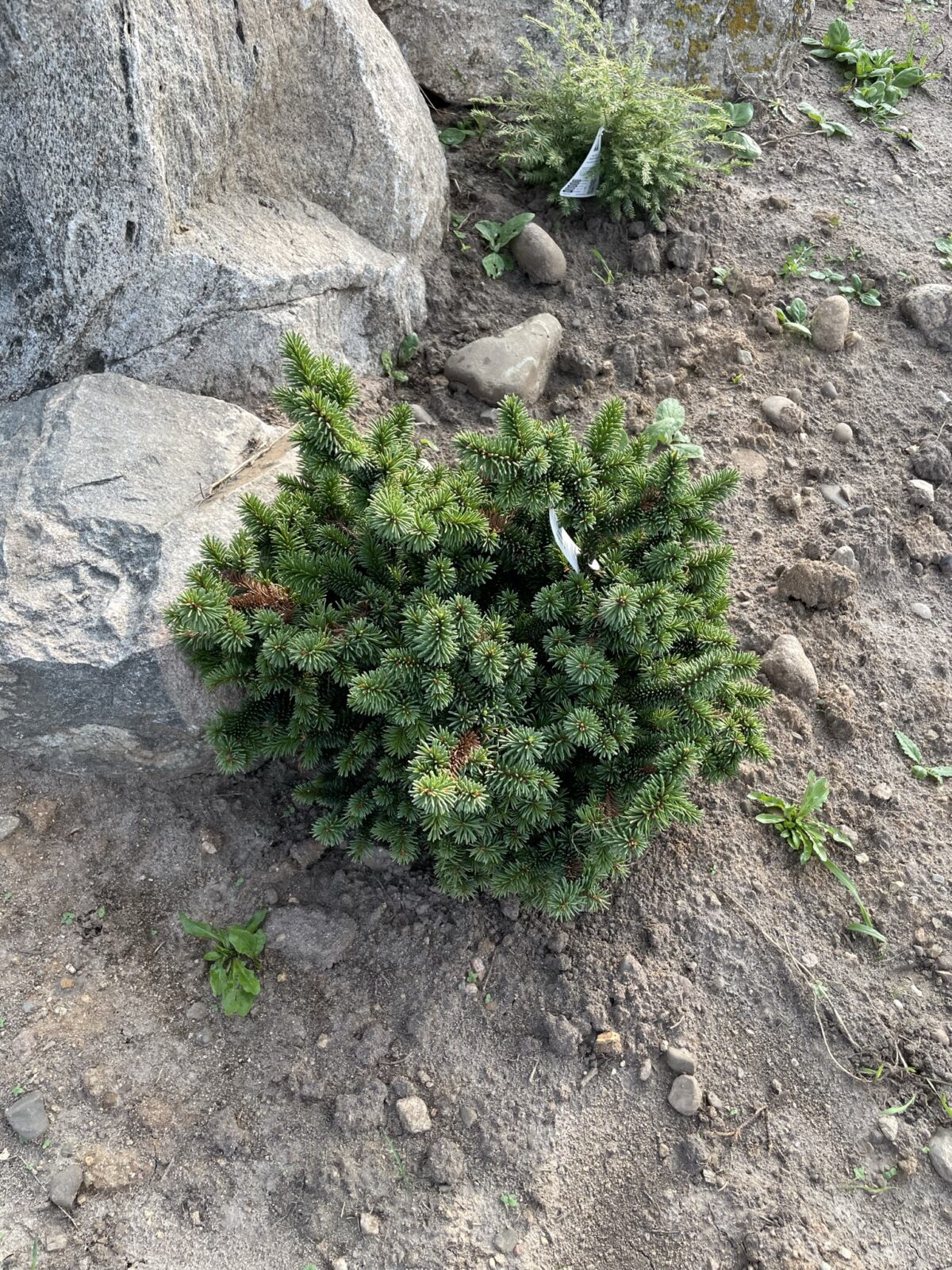 Motala Norway Spruce (Picea abies ‘Motala’)