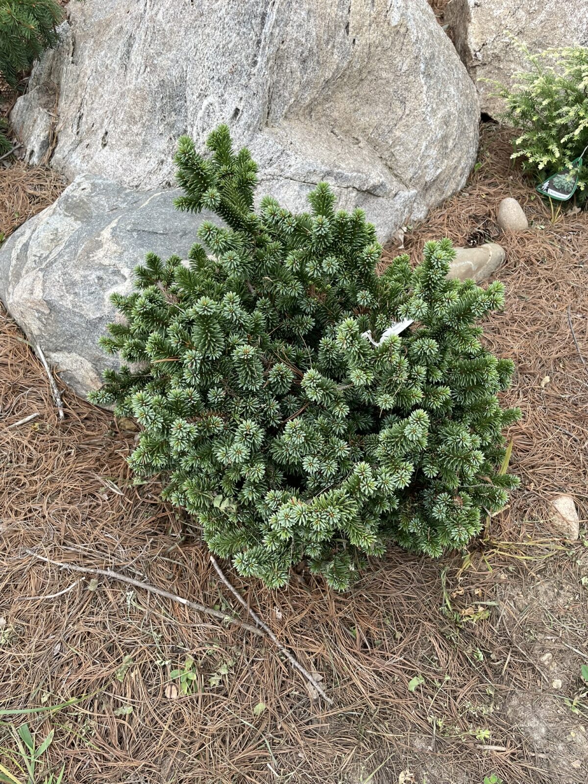 Motala Norway Spruce (Picea abies ‘Motala’)