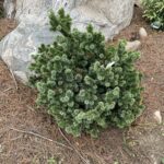 Motala Norway Spruce (Picea abies ‘Motala’)