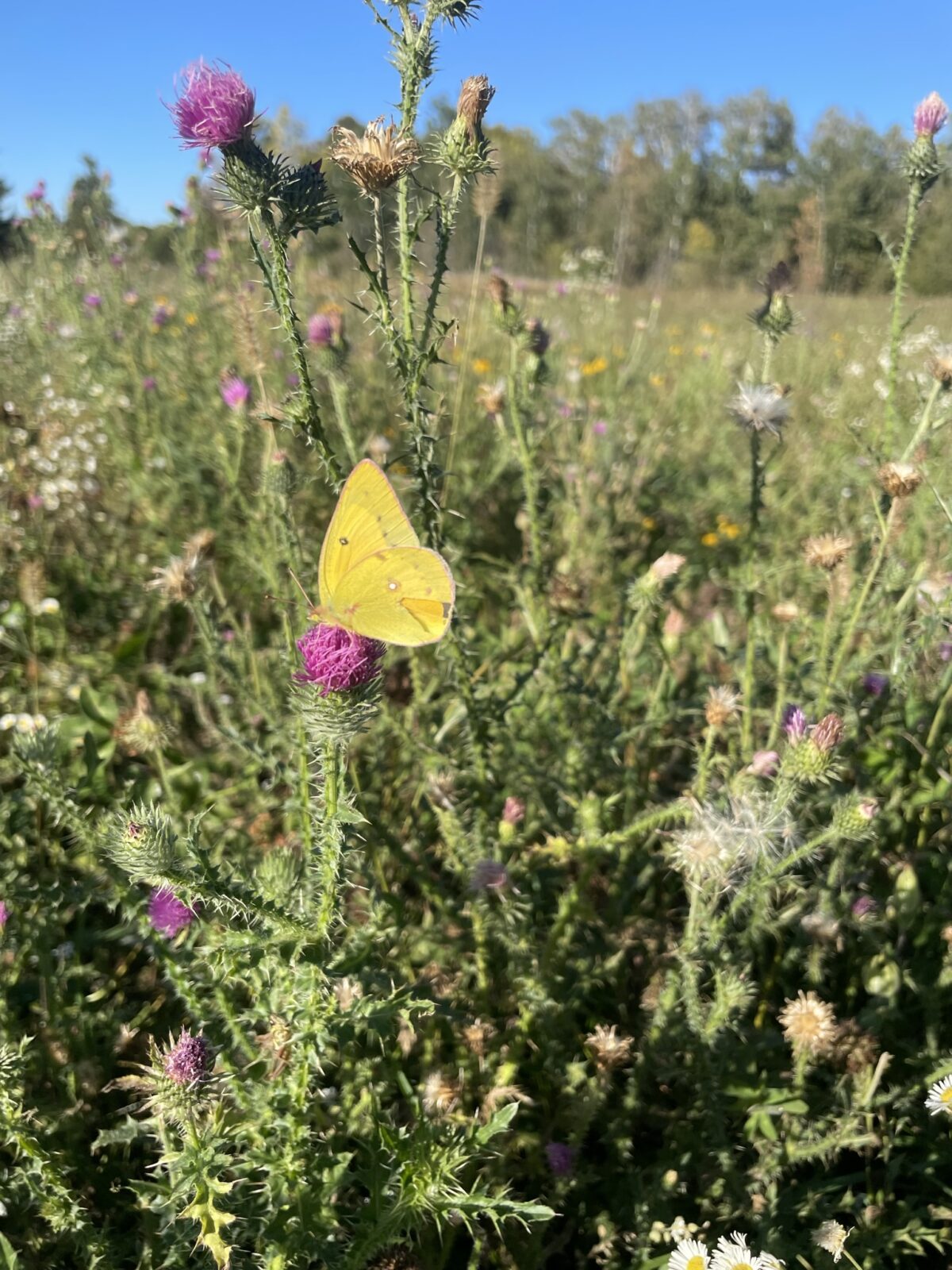 Orange Sulphur (Colias eurytheme)