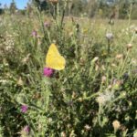 Orange Sulphur (Colias eurytheme)