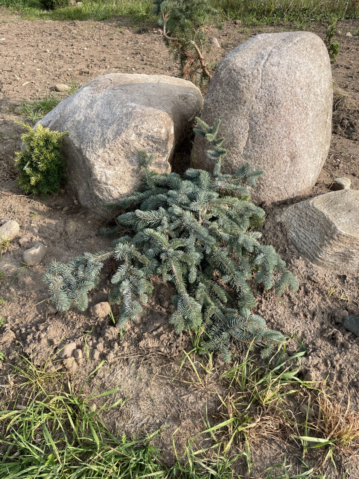 Procumbens Blue Spruce (Picea pungens ‘Procumbens’)