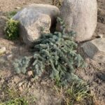 Procumbens Blue Spruce (Picea pungens ‘Procumbens’)