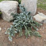 Procumbens Blue Spruce (Picea pungens ‘Procumbens’)