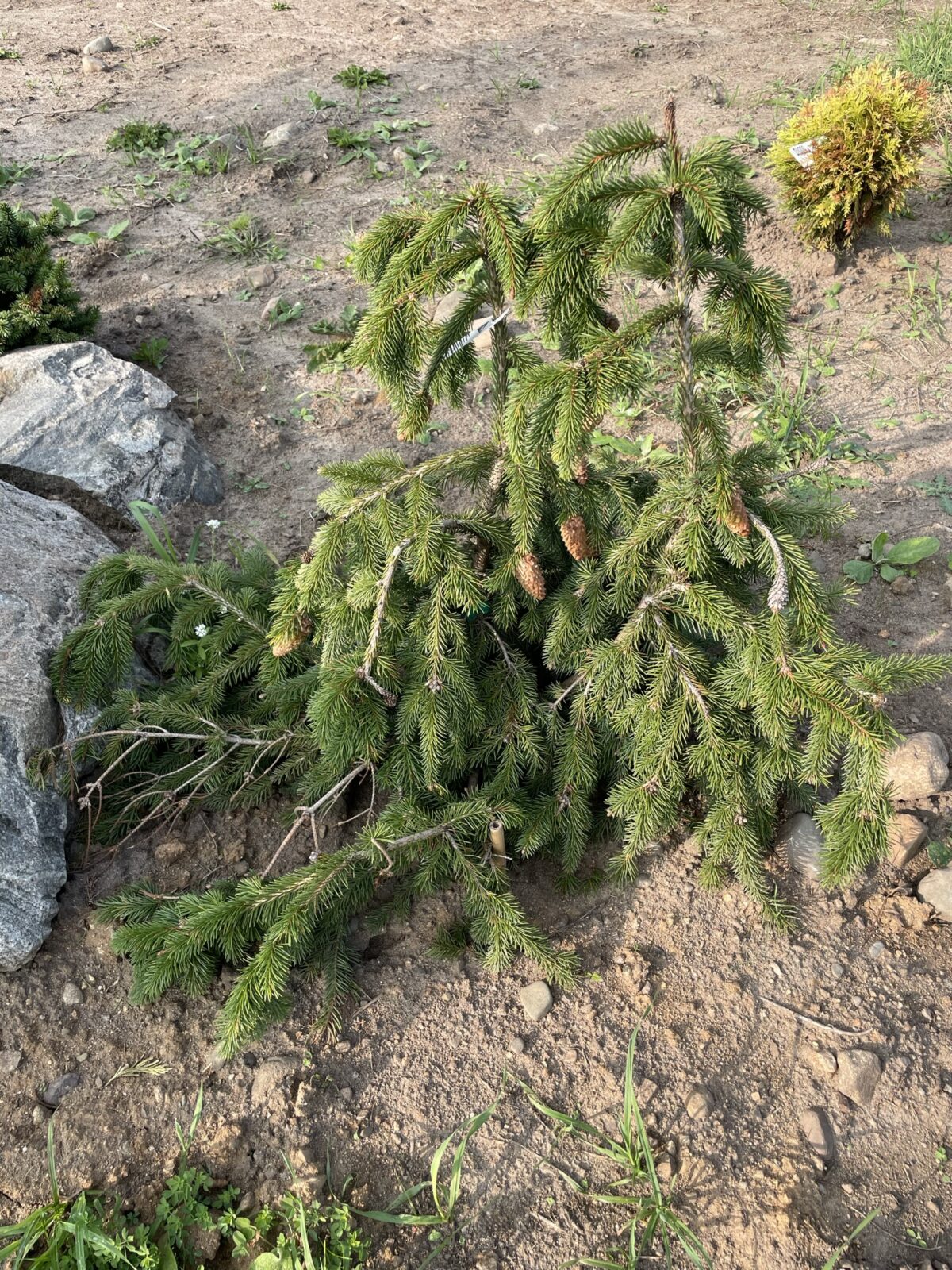 Red Cone Norway Spruce (Picea abies ‘Acrocona’)