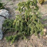 Red Cone Norway Spruce (Picea abies ‘Acrocona’)