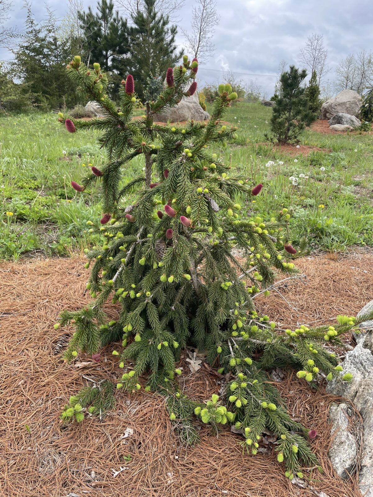 Red Cone Norway Spruce (Picea abies ‘Acrocona’)