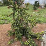 Red Cone Norway Spruce (Picea abies ‘Acrocona’)