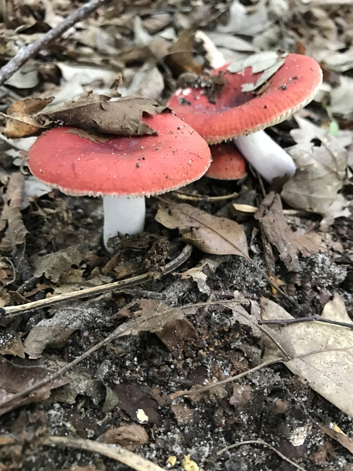 The Sickener (Russula emetica)