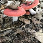 The Sickener (Russula emetica)