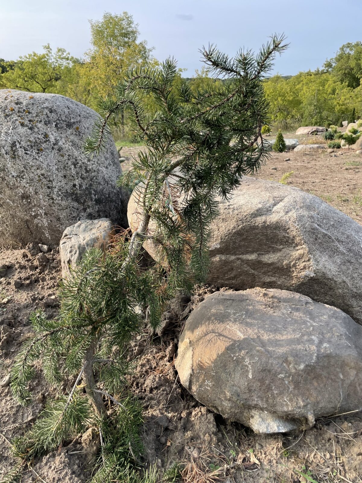 Uncle Fogy Jack Pine (Pinus banksiana ‘Uncle Fogy’)