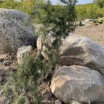 Uncle Fogy Jack Pine (Pinus banksiana ‘Uncle Fogy’)