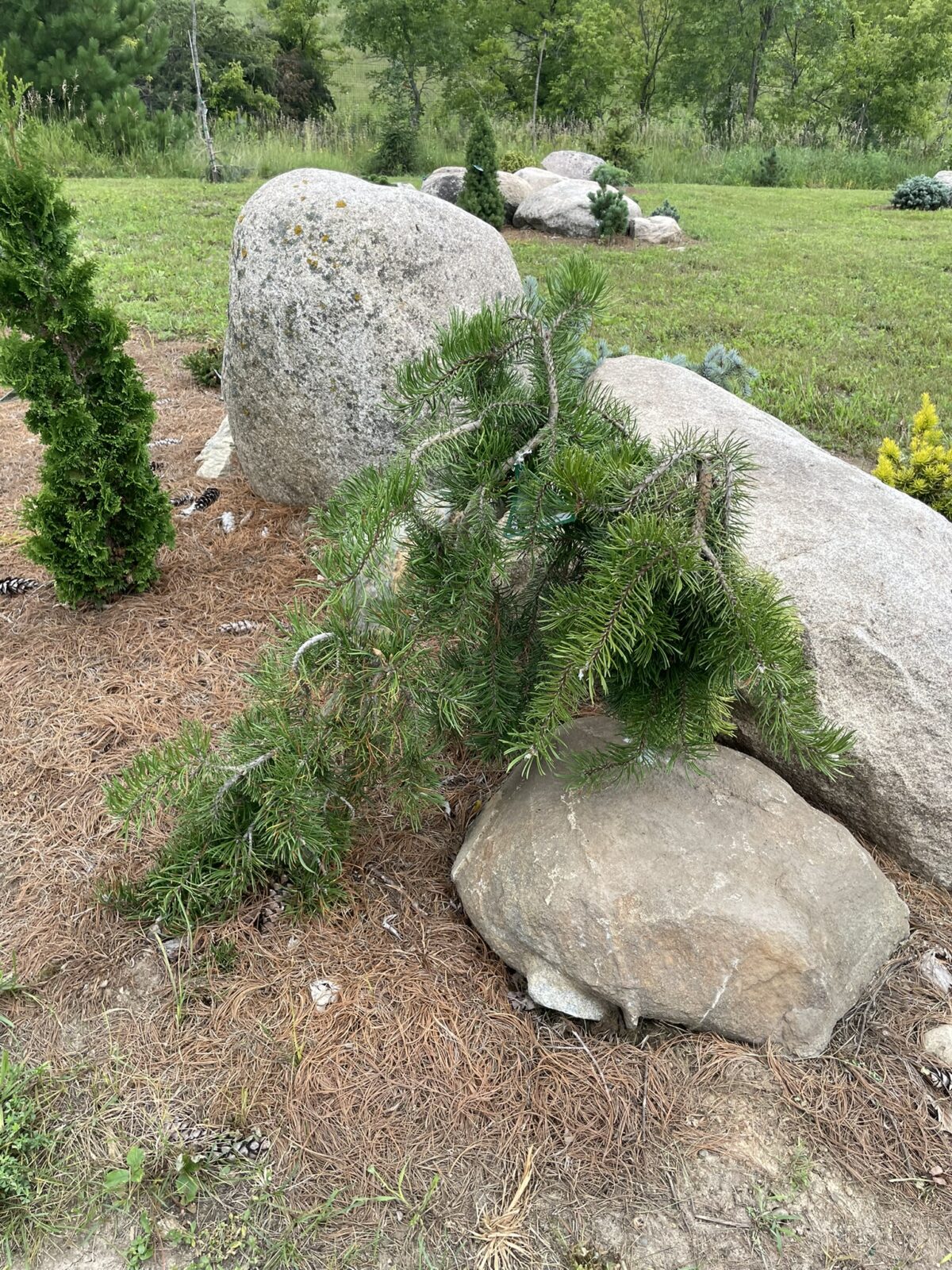 Uncle Fogy Jack Pine (Pinus banksiana ‘Uncle Fogy’)