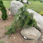 Uncle Fogy Jack Pine (Pinus banksiana ‘Uncle Fogy’)