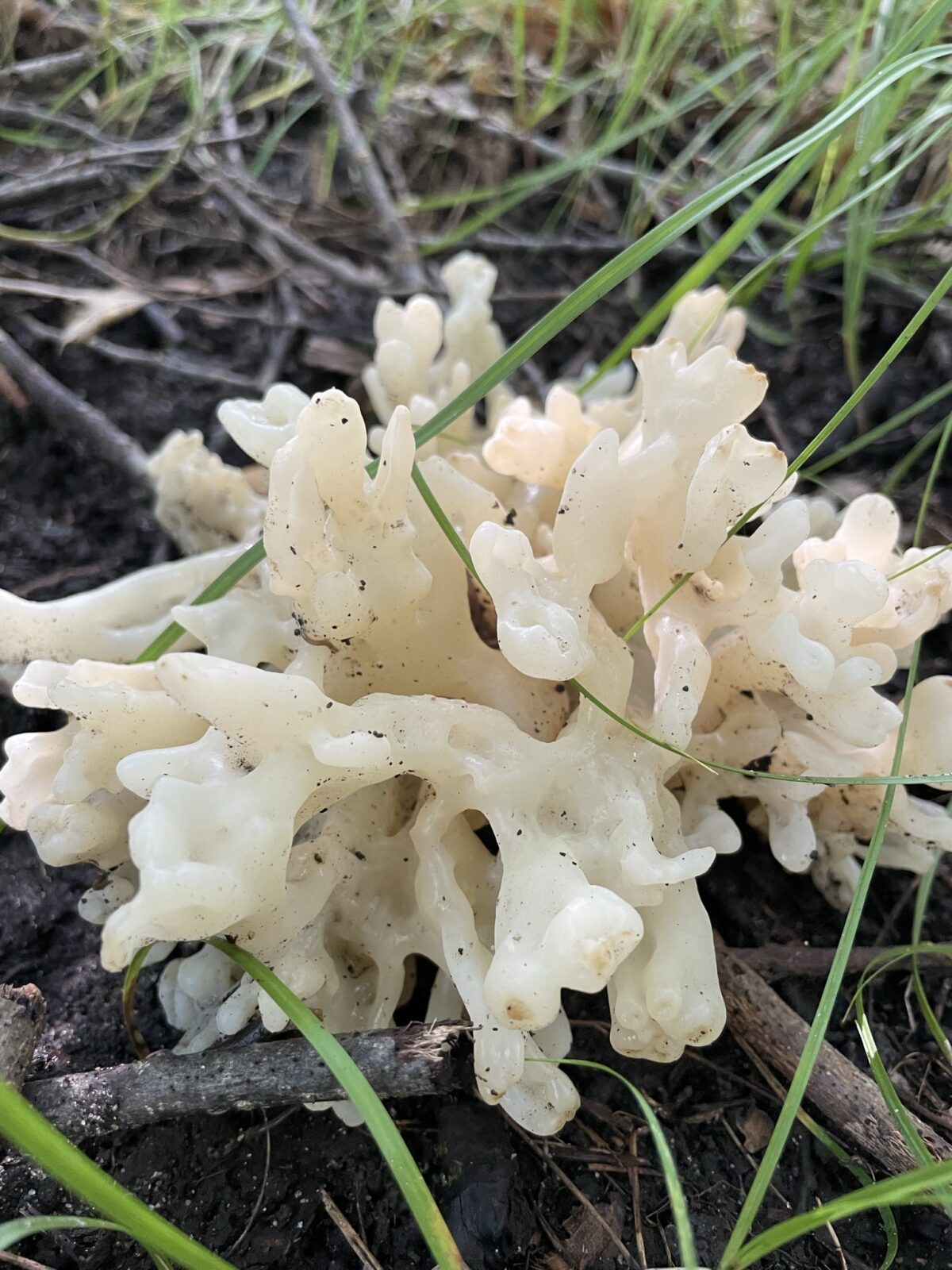 White Coral Jelly (Tremella reticulata)