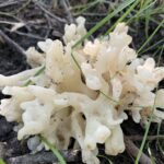 White Coral Jelly (Tremella reticulata)