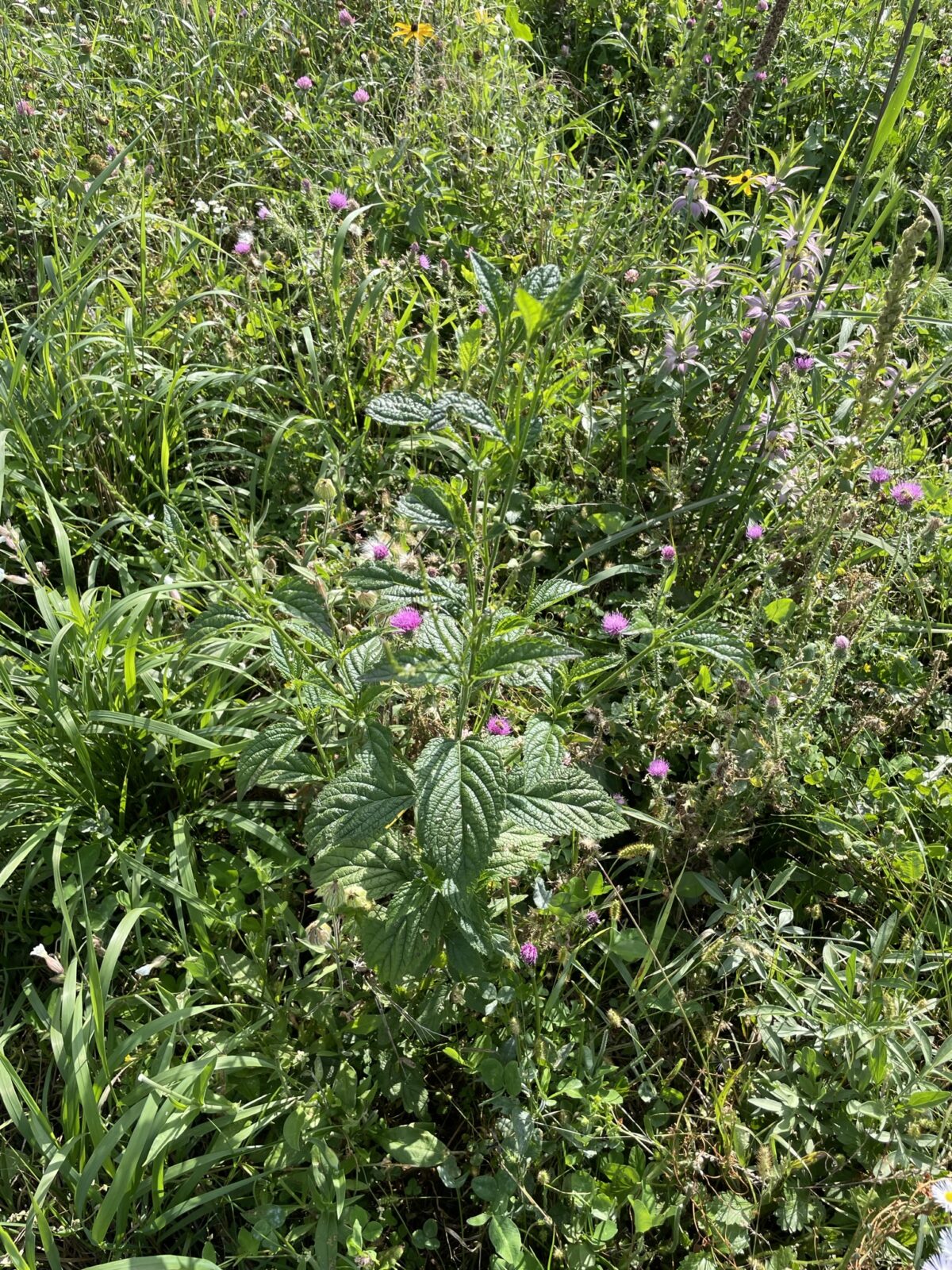 White Vervain (Verbena urticifolia)