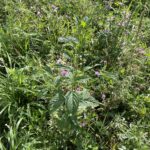 White Vervain (Verbena urticifolia)