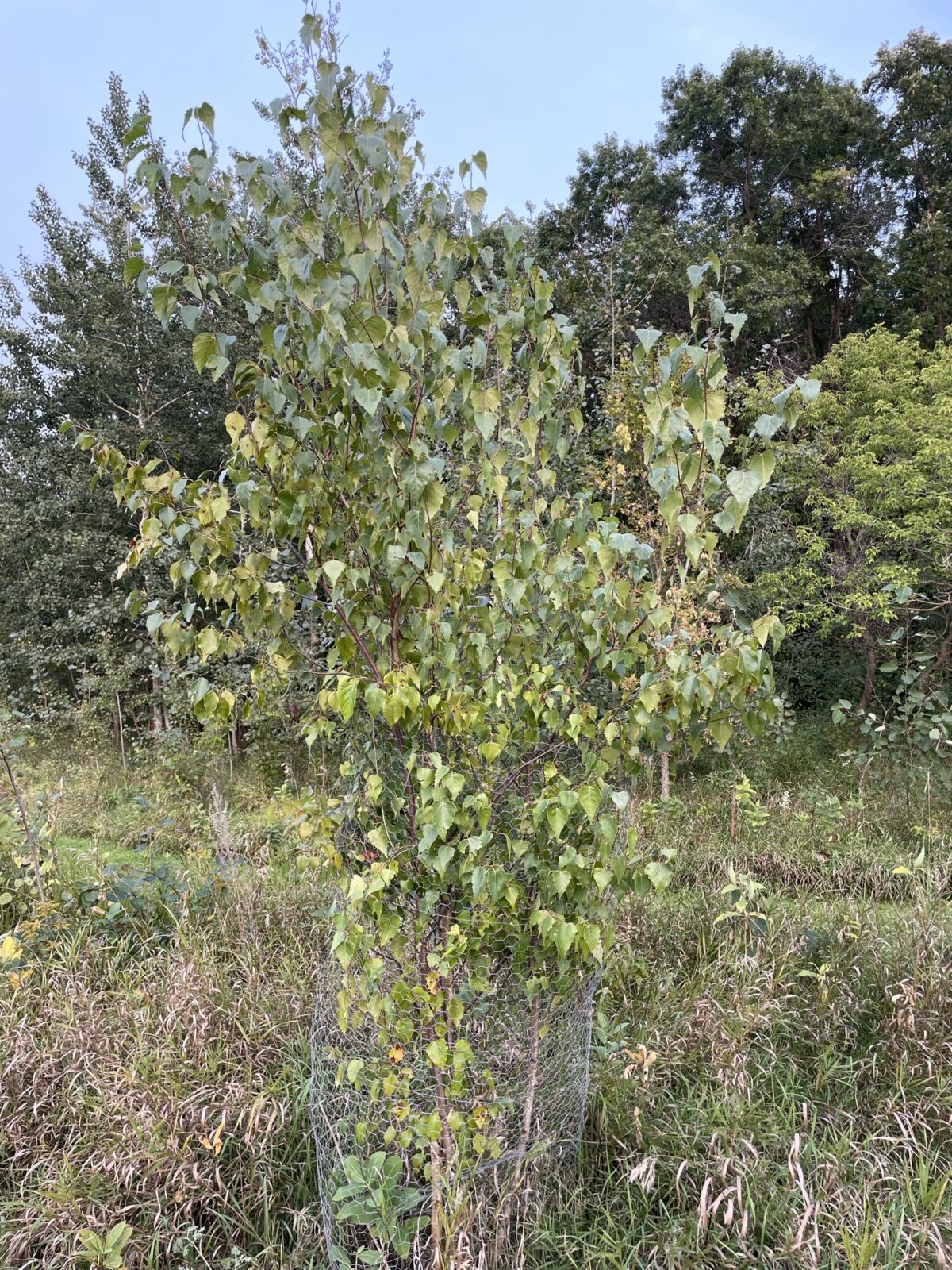 Whitespire Birch (Betula populifolia ‘Whitespire’)