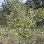 Whitespire Birch (Betula populifolia 'Whitespire')