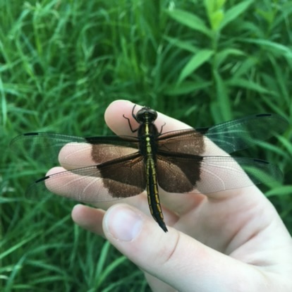 Widow Skimmer (Libellula luctuosa)