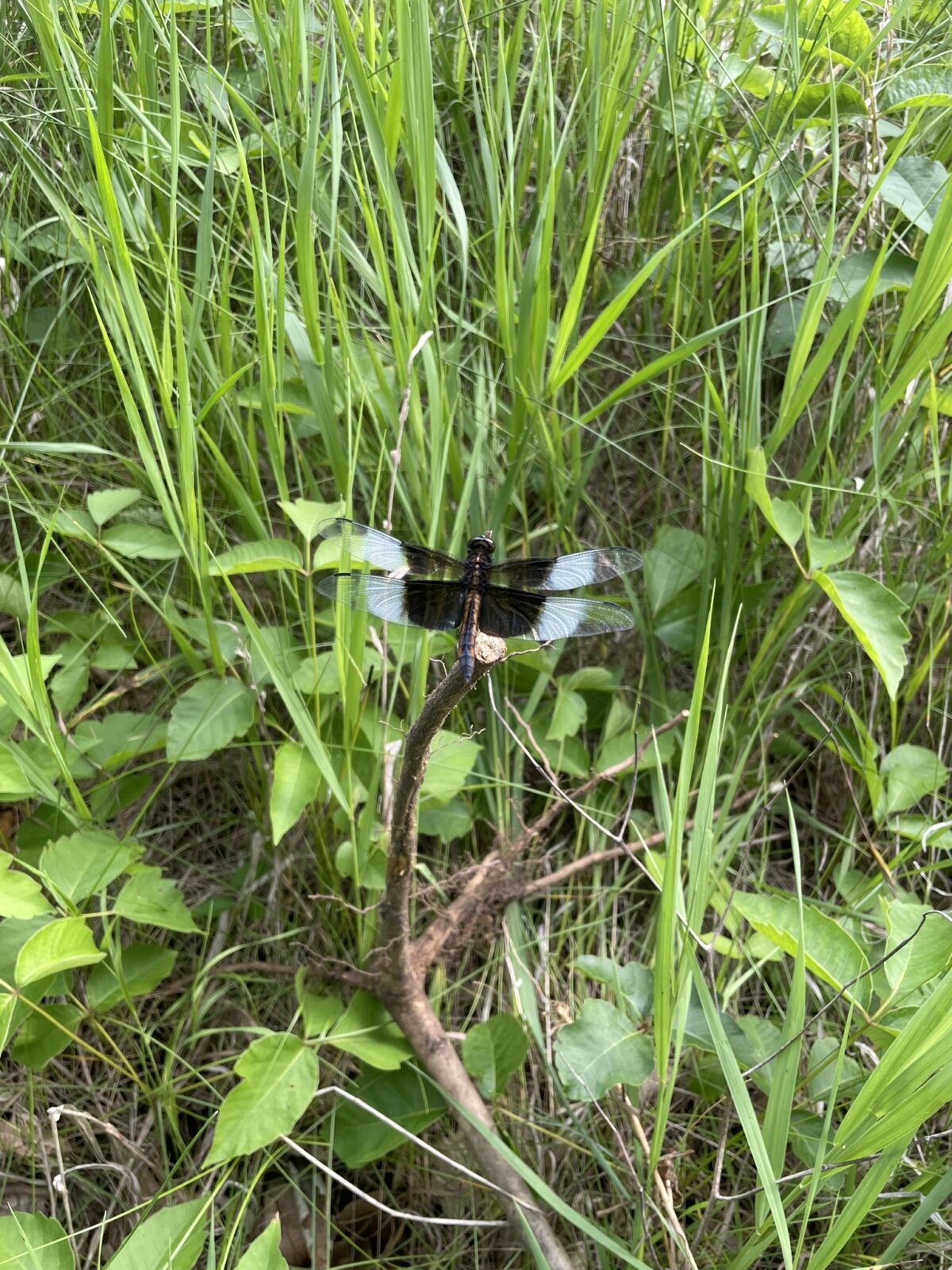 Widow Skimmer (Libellula luctuosa)
