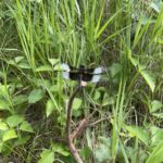 Widow Skimmer (Libellula luctuosa)