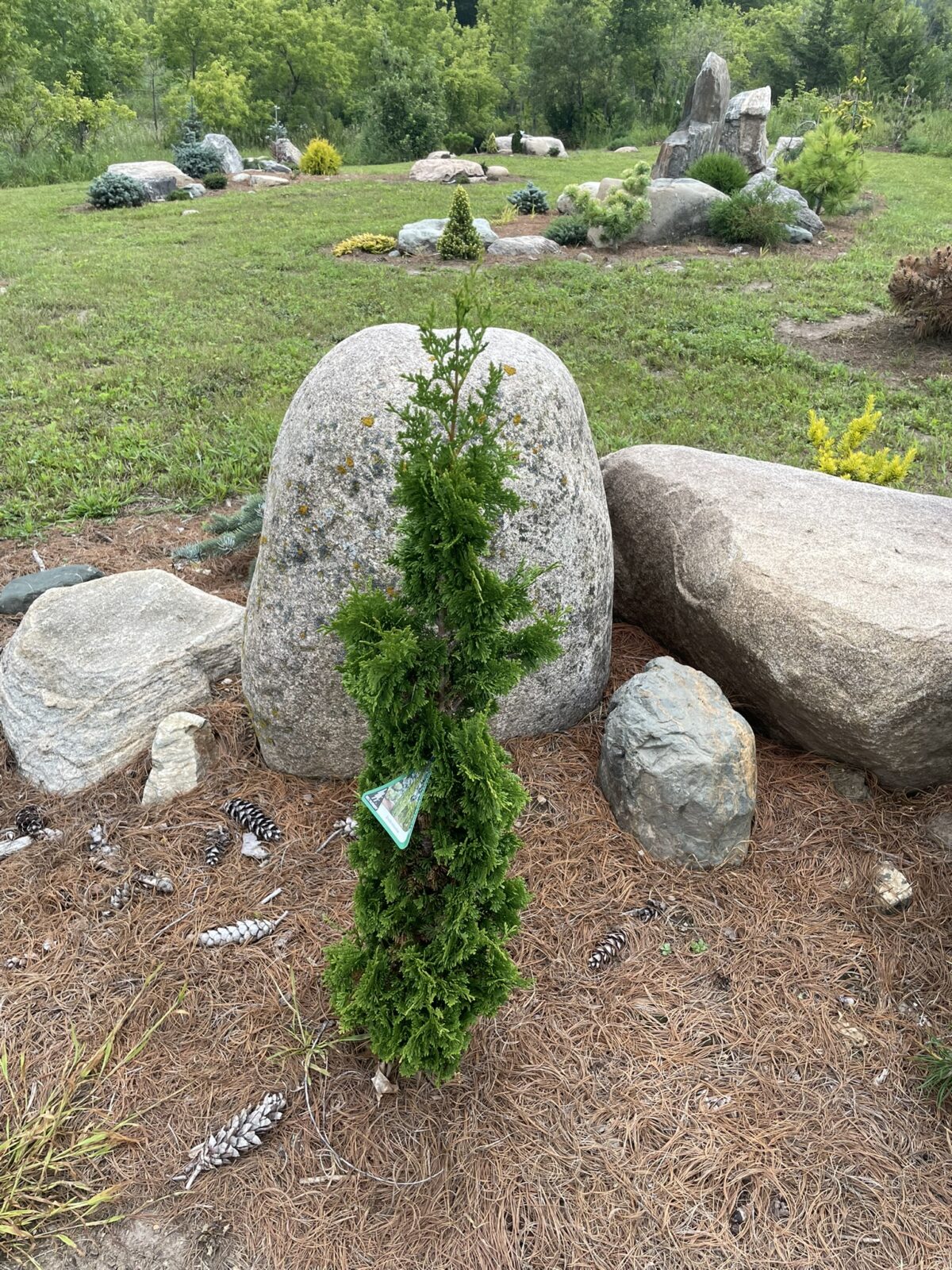 Zmatlik Arborvitae (Thuja occidentalis ‘Zmatlik’)